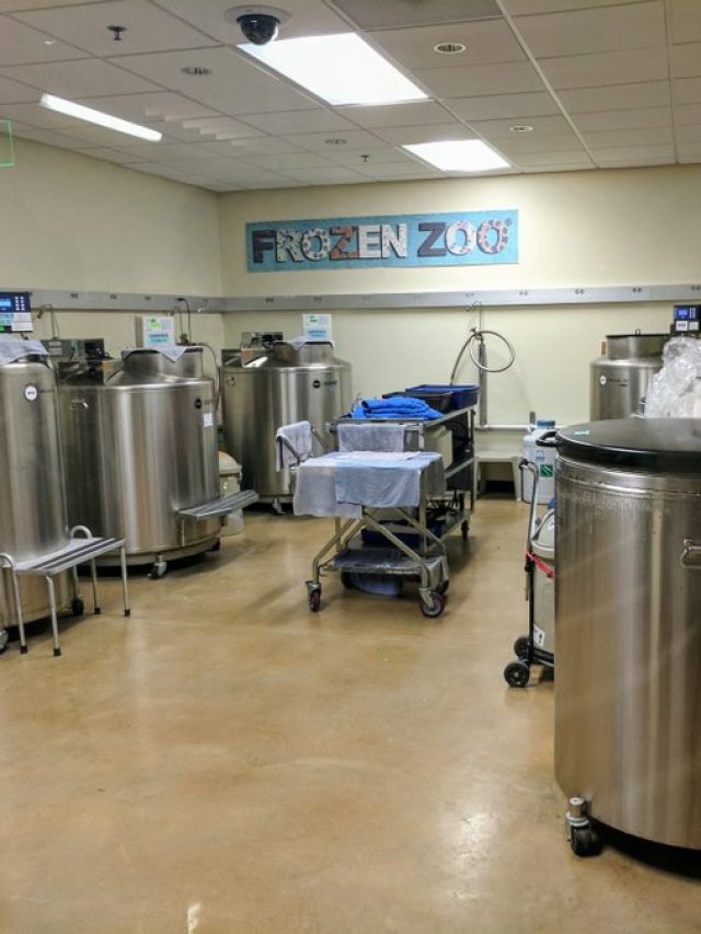 This frozen zoo in San Diego is trying to help prevent extinction and ecological crisis