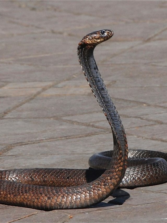 রসুন থেকে ন্যাপথলিন, এইসব টোটকাতেই বাড়িতে সাপ আসবে না