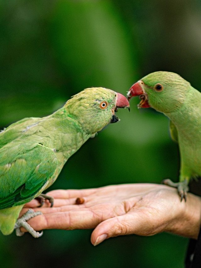 এই পাখি বাড়িতে আসা মানে মা লক্ষ্মী এসেছেন, একদম তাড়াবেন না