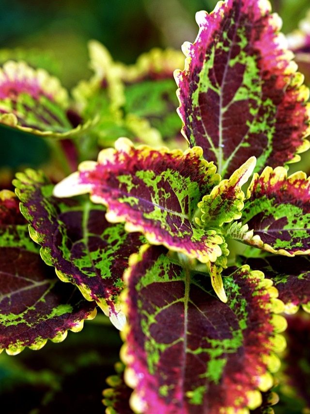 ডাল পুঁতলেই তরতরিয়ে বাড়বে এই রঙচঙে গাছগুলি