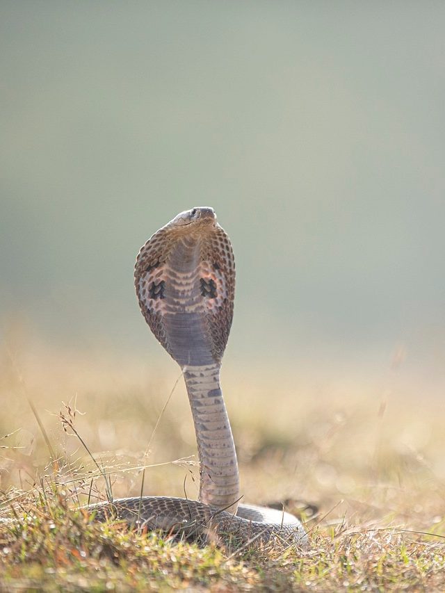সাপের মাথায় কি চুল গজায়? সত্যিটা জানলে চমকে যাবেন
