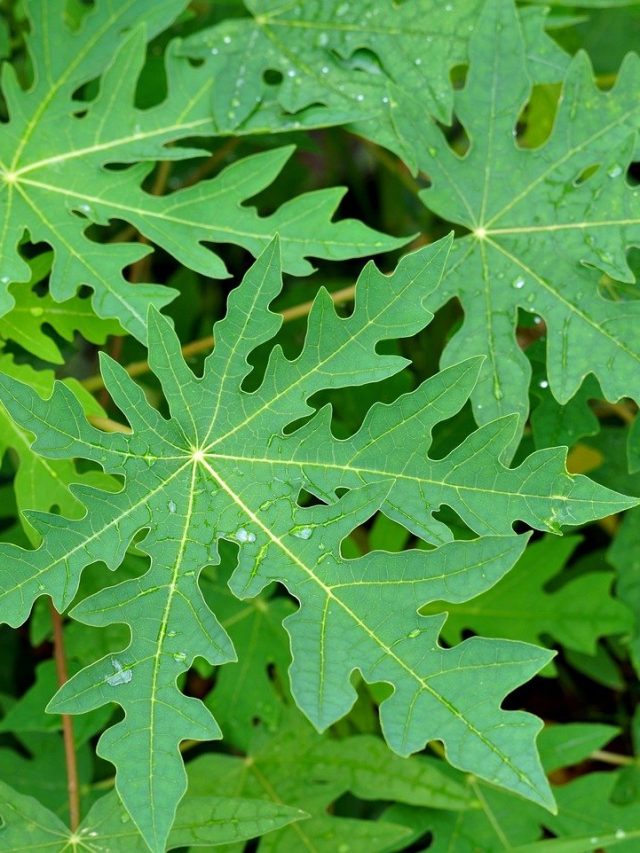 কেমিক্যাল ছাড়ুন, পেঁপে পাতাতেই কুচকুচে কালো হবে আপনার সাদা চুল