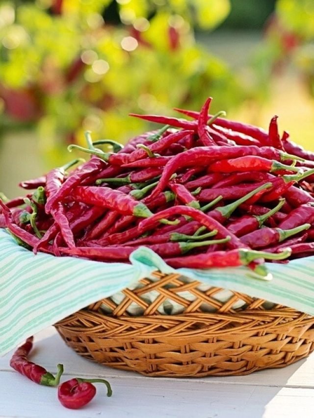 রান্না লাল- লাল ঝাল- ঝাল করতে প্রচুর শুকনো লঙ্কা খান? মারাত্মক ক্ষতি