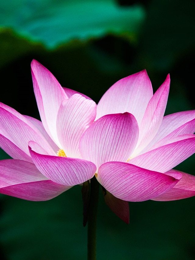 ঘরের টবেই পদ্ম ফুল ফুটবে, এভাবে গাছ লাগালে ফুলে ফুলে  ভরবে, রইল টিপস