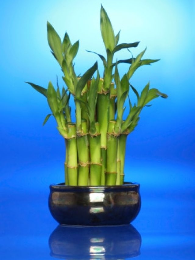 জলের মতো অর্থ খরচে লাগবে 'ব্রেক', বাড়ির এদিকে রাখুন লাকি বাম্বু