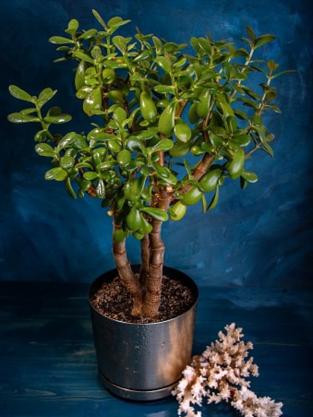 তুলসী-মানি প্ল্যান্টের বাপ, কোটি টাকার মালিক হতে এই গাছ রাখুন বারান্দায়