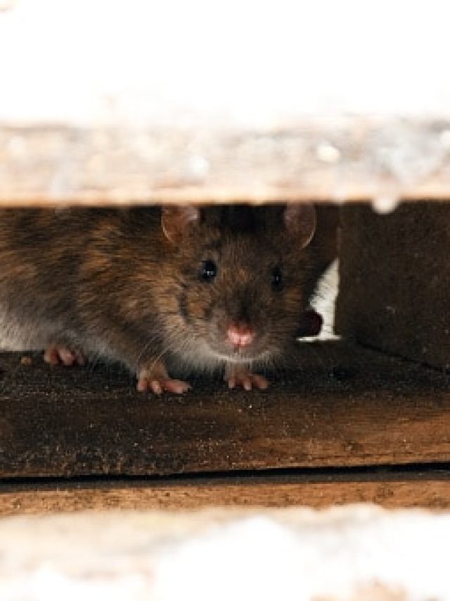 ইঁদুর মারতে মায়া? ৫ ঘরোয়া টোটকায় পালাবে, মরবে না-ফিরবেও না