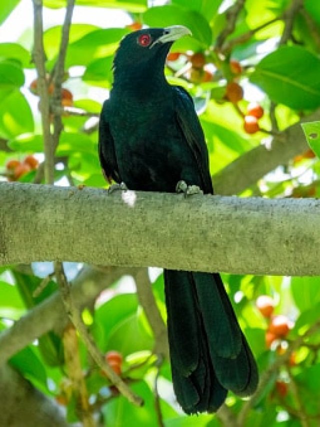 জীবন তৈরি করুন ৩ পাখির মতো, টাকা-সাফল্য নিশ্চিত আসবে
