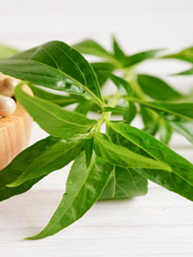 নানা রোগের মহাষৌধ  এই ভেষজ পাতা, খেলে হাতেনাতে ফল পাবেন