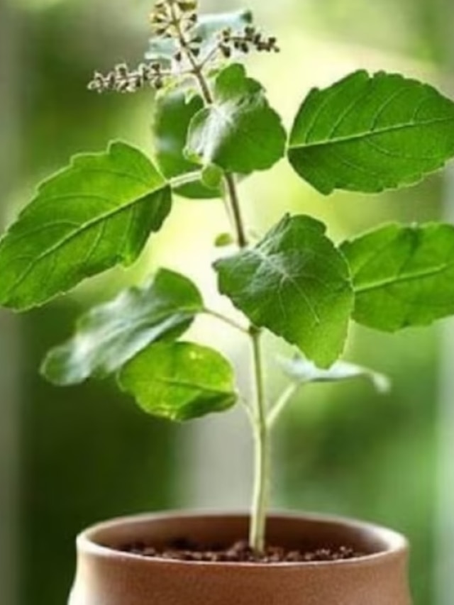 তুলসির পাশে এই ৪ গাছ লাগাবেন না, চরম অশুভ!
