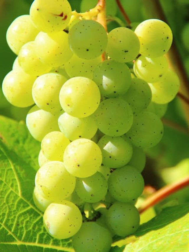 খোসা সহ vs খোসা ছাড়া, আঙ্গুরের উপকারিতা কীভাবে খেলে? জানুন