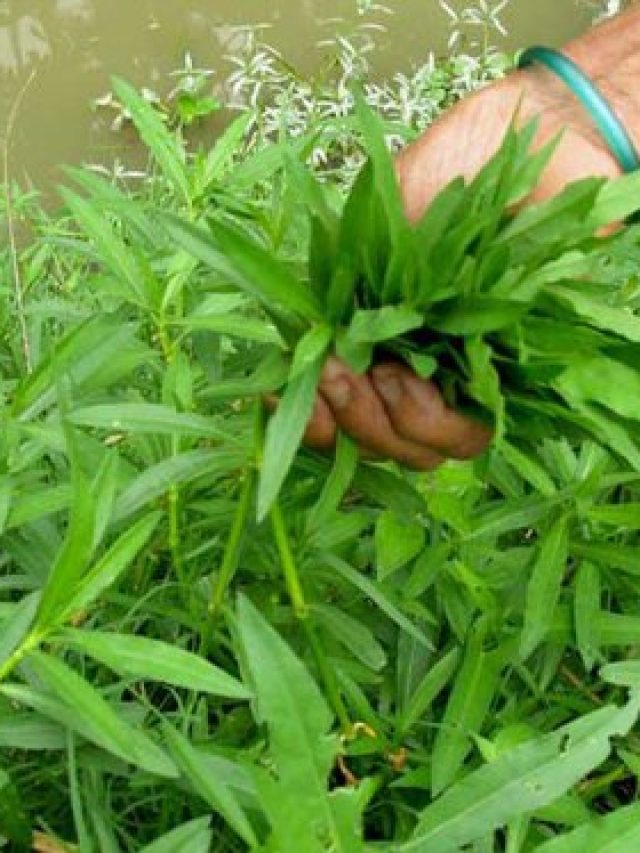 চুলকে চুলকে লাল হাত-পা, চুলকানি থেকে বাঁচতে খান জলজ এই শাক