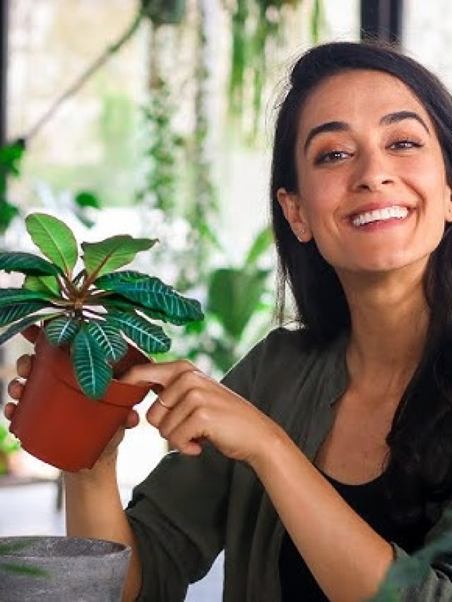 এই ৮ কারণে আপনার ঘরে গাছ টেকে না, উপায় কী?