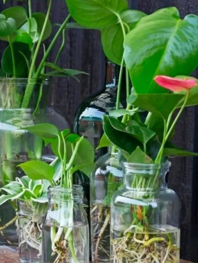 ঘরের মধ্যে মাটি ছাড়াই হয় এই ৭ গাছ, ডাল কেটে জলে দিলেই বাড়ে