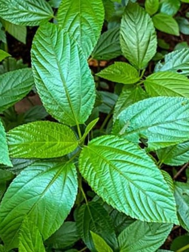 শরীর থেকে উবে যাবে ইউরিক অ্যাসিড, সস্তার এই শাকেই কমবে বাতের ব্যথা