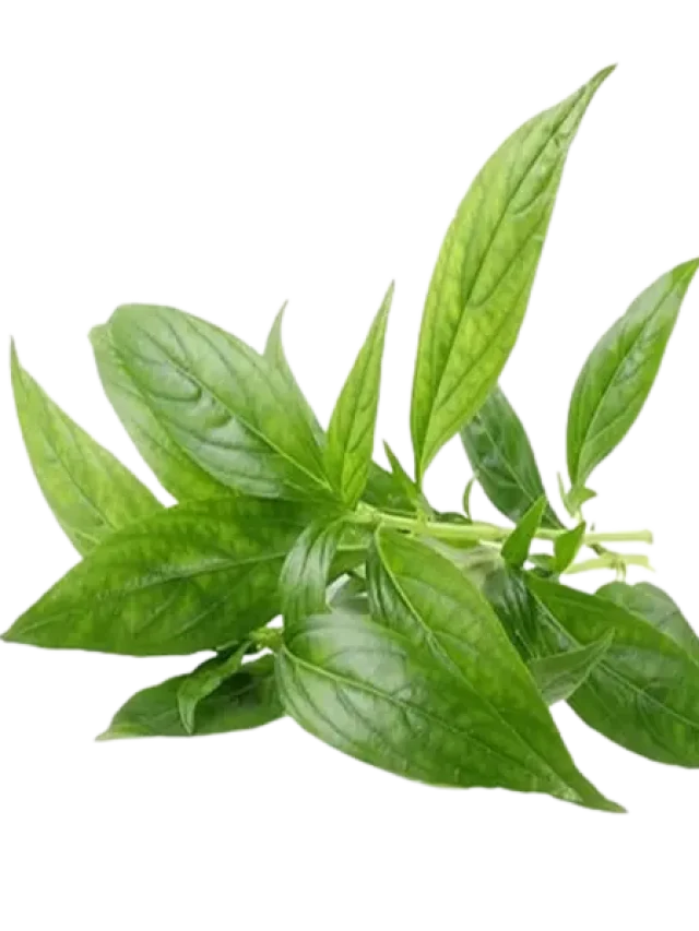 ওইসব রোগের 'কাল' এই পাতা, বেটে খেলেই খেলা শুরু