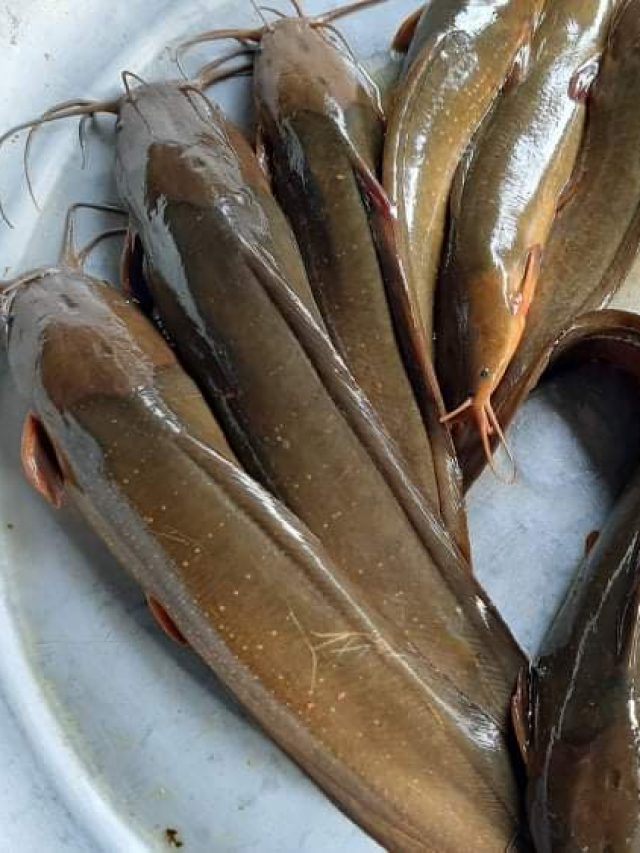 সাদাটে মুখে খেলবে লাল রক্ত, চিন্তা নয় রক্তাল্পতা দূর হবে এই মাছেই