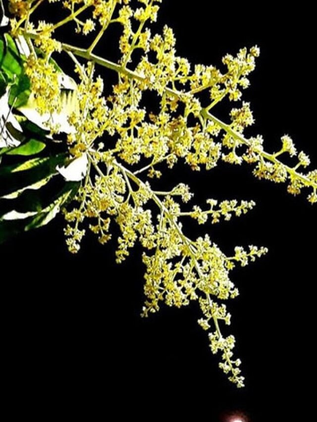 সুগার বাপ বাপ বলে কমবে, এভাবে খেতে হবে আমের মুকুল, জানতেন?