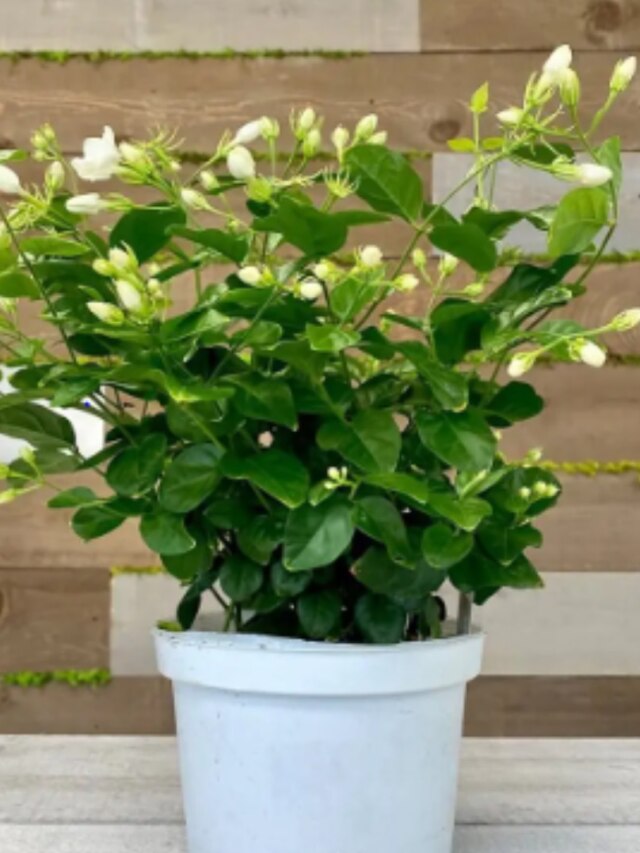 বেল ফুল গাছে দিন এই জিনিস, প্রচুর ফুল ও গন্ধে ভরে উঠবে