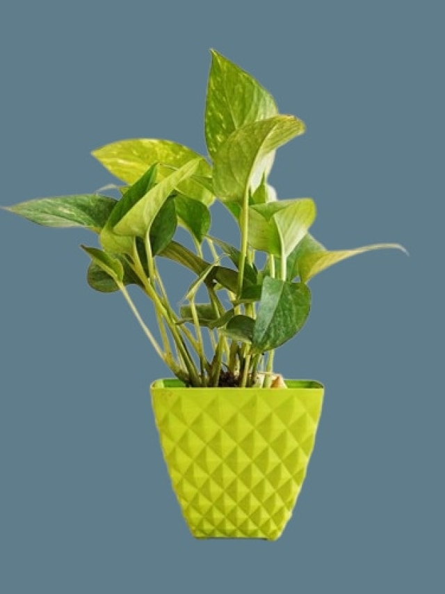 এই দিকে মানি প্ল্যান্ট লাগালেই অর্থের বৃষ্টি হবে, রাখতে হবে নির্দিষ্ট একটি জায়গাতেই