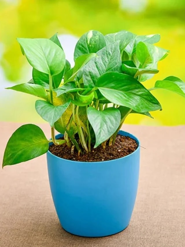 বাড়ির মানি প্ল্যান্ট এক ইঞ্চিও বাড়ছে না? শিকড়ে এই জিনিস রাখলেই কামাল দেখবেন