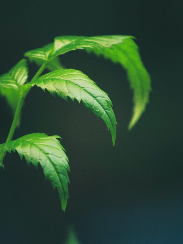 বুড়ো বয়সেও লাফাবে যৌবন, এই পাতা  বাটা খেলে শরীরে ঘেঁষবে না মারণরোগ