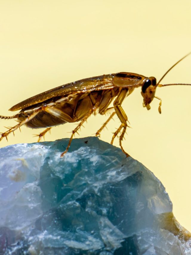 এই পাতাতেই ধ্বংস হবে আরশোলার বংশ, এভাবে করুন ব্যবহার