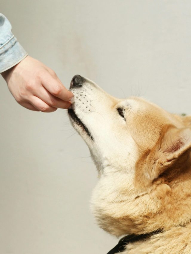 সর্ষের তেল দিয়ে  কুকুরের সঙ্গে এই কাজ করলেই ভাগ্য খুলে যাবে, জানুন