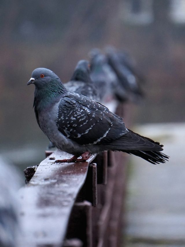 জানালা-এসি-বারান্দায় পায়রার পটিতে নাজেহাল? এভাবে বাড়িতে আসা আটকান