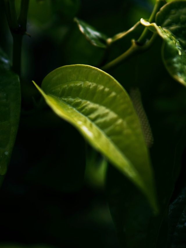 এই পাতা রোজ আয়েশ করে চিবোলে দৌড়ে  পালাবে সুগার, ঘেঁষবে না ক্যান্সারও