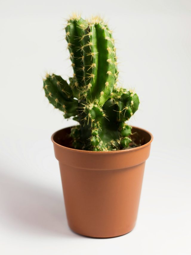 ক্যাকটাস বাড়িতে রাখলে দুর্ভোগ নামে বাড়িতে?