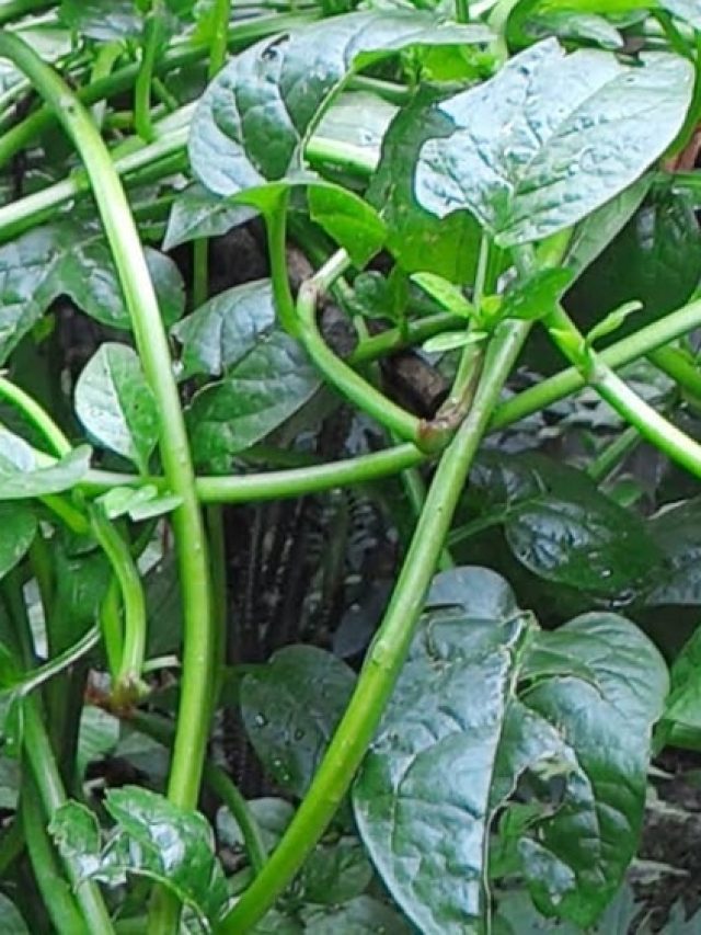 বয়সকে তুড়ি মেরে ওড়ান, ত্বকের সৌন্দর্য বাড়াবে সস্তার এই শাক