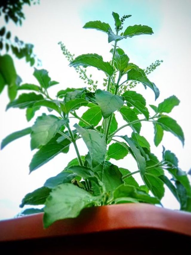 এই দিনে বাড়িতে ভুলেও আনবেন না তুলসী, ঘোর বিপদ নামতে পারে সংসারে