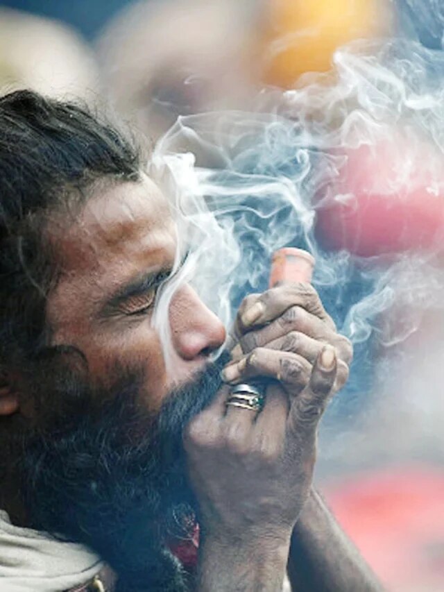 গাঁজা কতটা মত্ত করে তোলে, শরীরে এর প্রভাব কী? জানুন