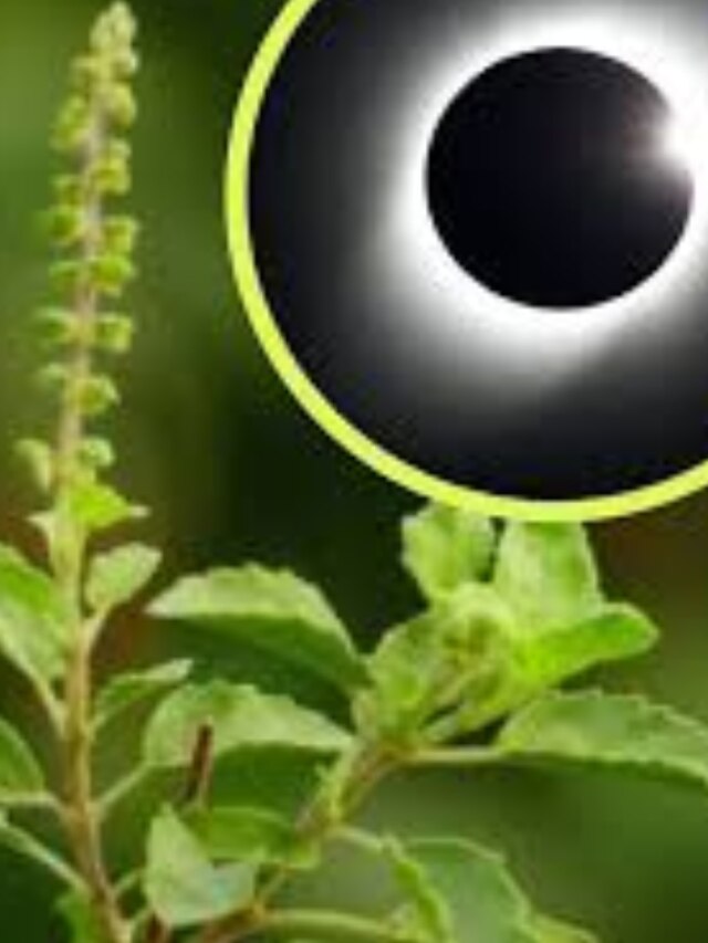 দোলে চন্দ্রগ্রহণ, তুলসীর এই ৫ নিয়ম না মানলে অর্থহানি-বিপদ