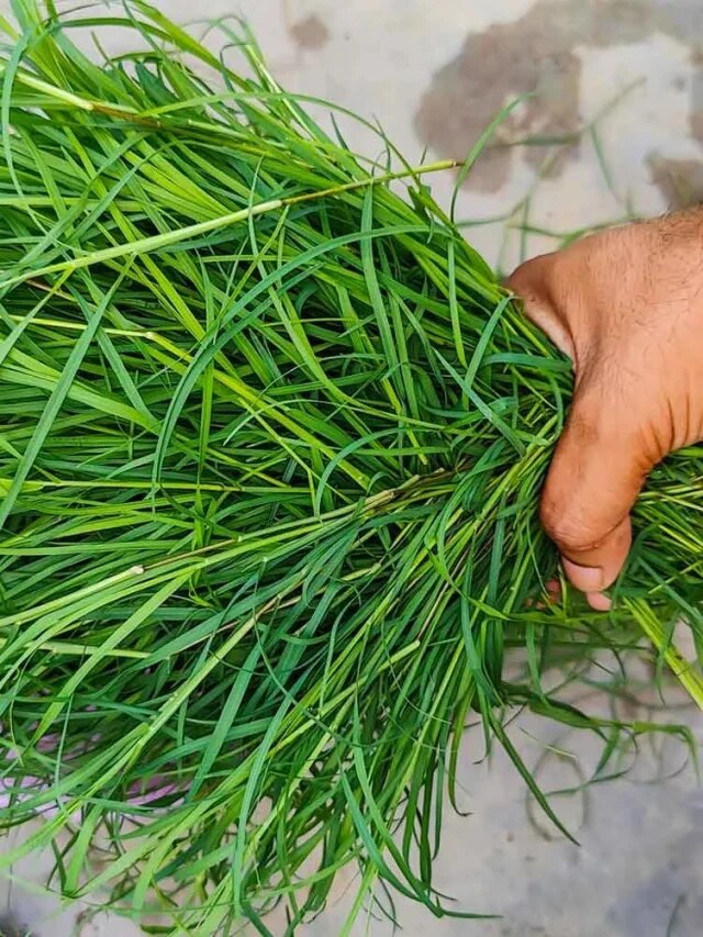 বাড়ির আশেপাশেই মেলে, রোগভোগ কমাতে দামি ওষুধের কাজ করে এই ঘাস