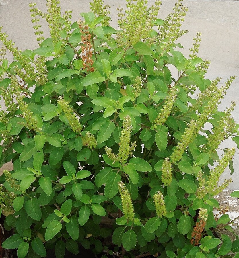 गर्मी में सूख रहा है तुलसी का पौधा तो ऐसे करें बचाव - Take these measures to protect the basil plant from drying up in summers tulsi ka podha arlbsa