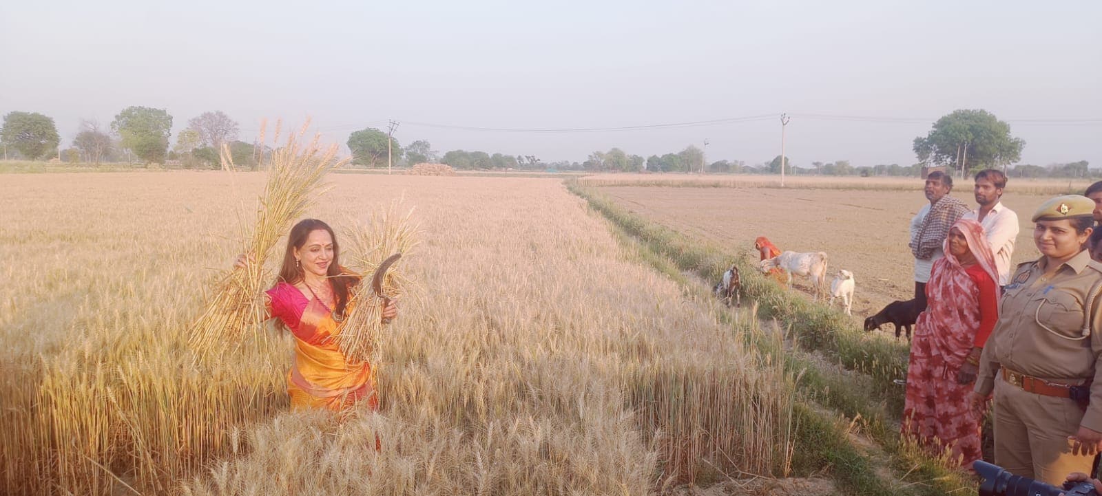 खेत में उतरीं हेमा मालिनी, तेज धूप में काटी फसल, वीडियो वायरल - 75 year old hema  malini cut crops in farms in sunny hot weather video viral dharmendra esha  deol mathura