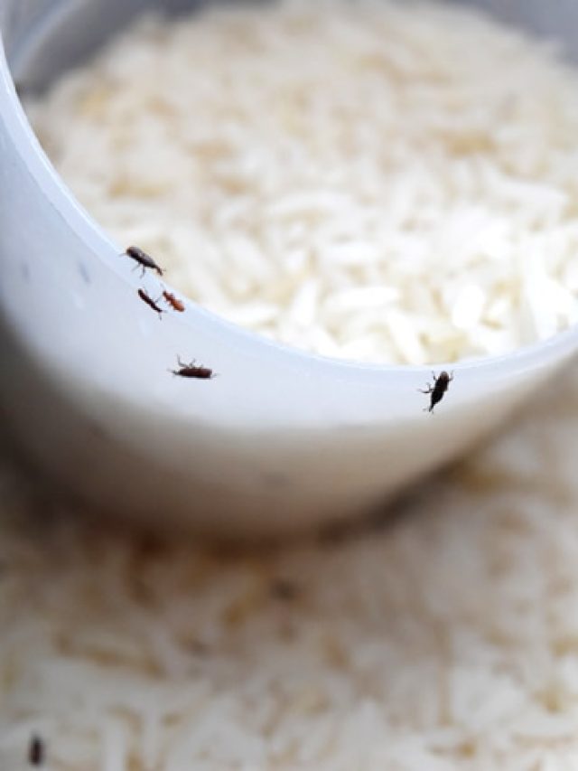 আটা-চাল-ডালে পোকা? এই টোটকায় আর  ত্রিসীমানায় আসবে না