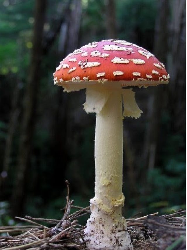 যৌবন হবে পাগলা ঘোড়া, কামাল করে এই মাশরুম