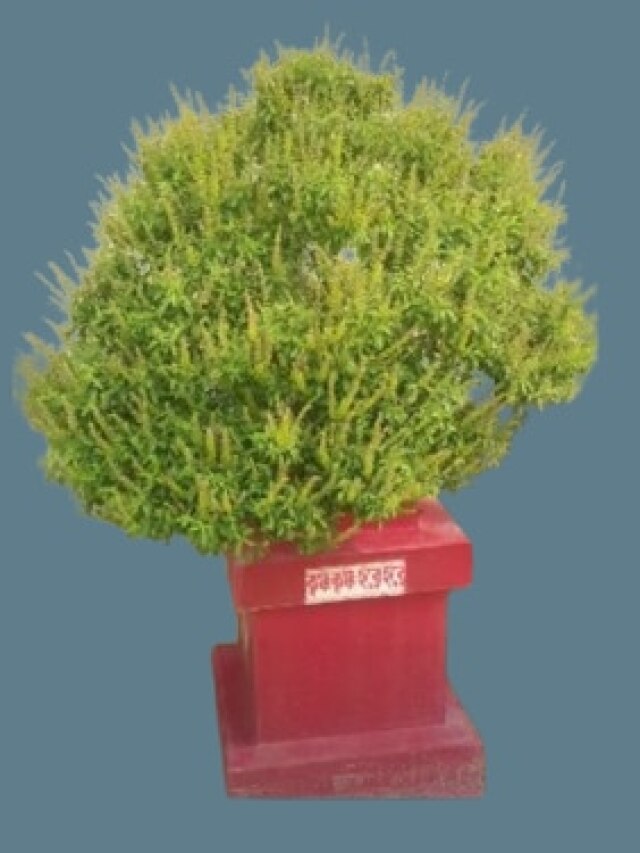 তুলসী গাছের কাছে এই জিনিসগুলি রাখবেন না, দেবী লক্ষ্মী রেগে যাবেন