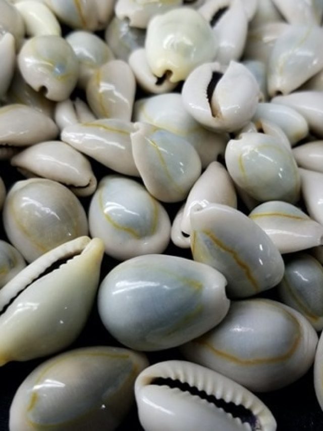 তুলসী গাছের কাছে রাখুন এই ছোট্ট জিনিস, ধন-সম্পদ উপচে পড়বে