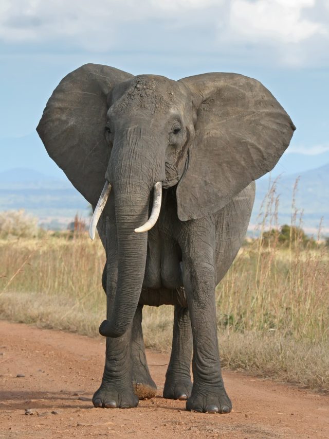 বাড়িতে রাখুন এই ৬ পশুর ছবি, জীবন ভরবে টাকায়