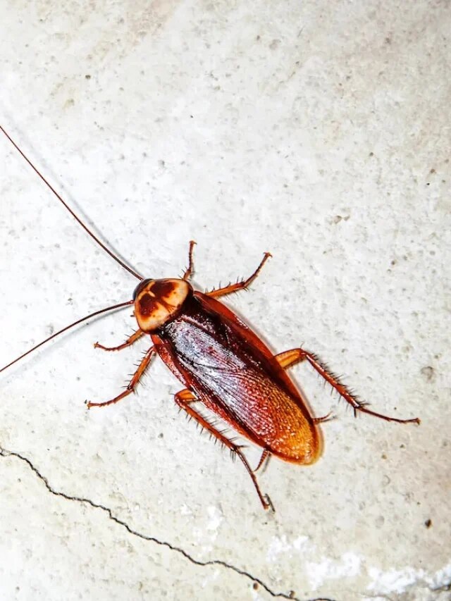 জলে এই পাতা ফুটিয়ে স্প্রে করে দিন, ঘরে একটা আরশোলাও টিকবে না