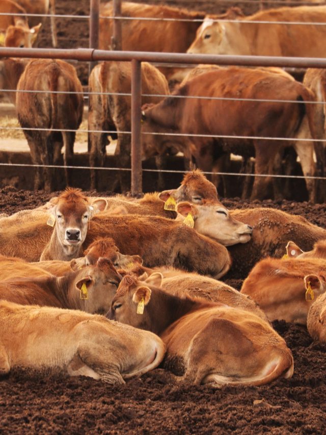 1,00,000 cows dead since 2022! Scientists identify LSD virus as a significant threat to India's agricultural sector