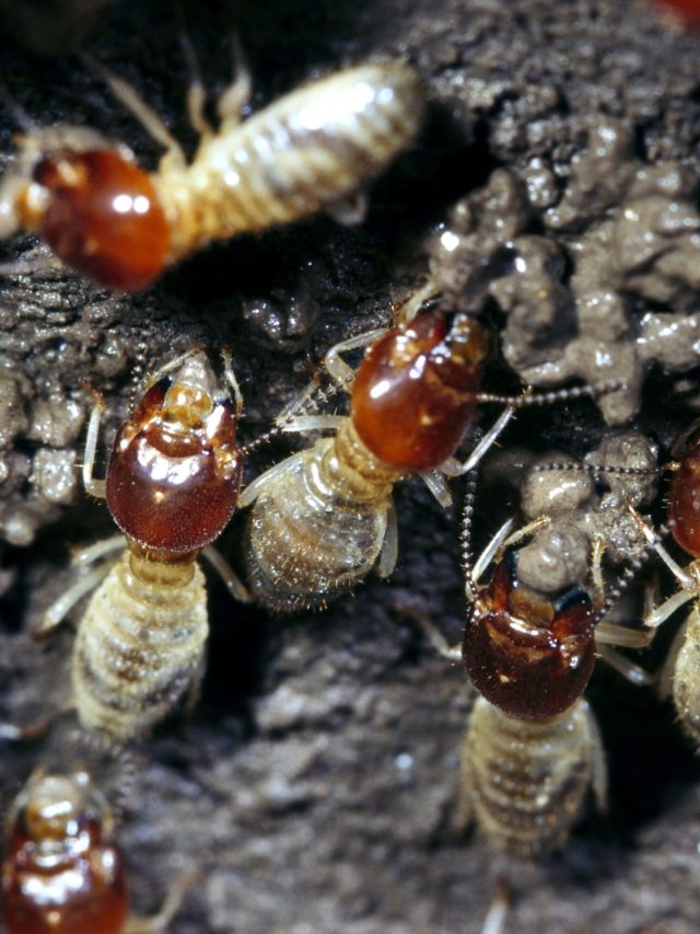 বাড়ির দেওয়াল-আসবাবে সার দিয়ে উইপোকা? এক পয়সাও খরচা না করে মুক্তির ৫ টিপস