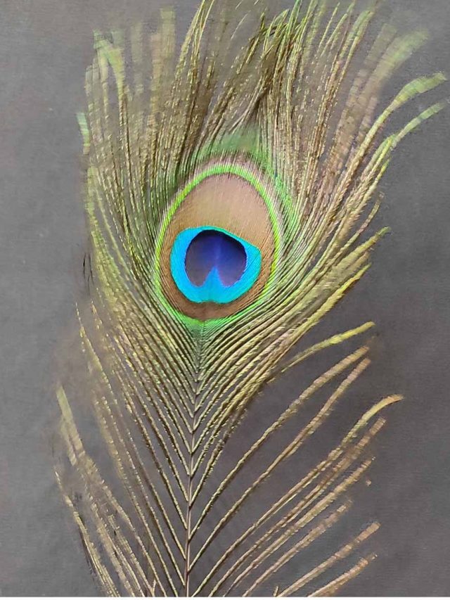 শোওয়ার আগে বালিশের নীচে রাখুন ময়ূরের পালক, তাতেই খেলা হবে