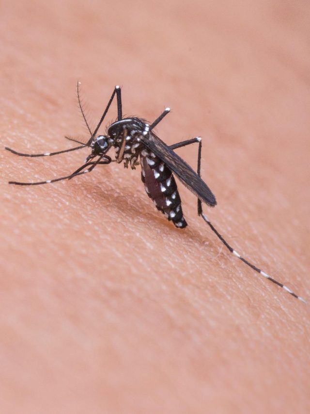 মশা তাড়ানোর ঘরোয়া টিপস, ধূপ-তেল ফেল