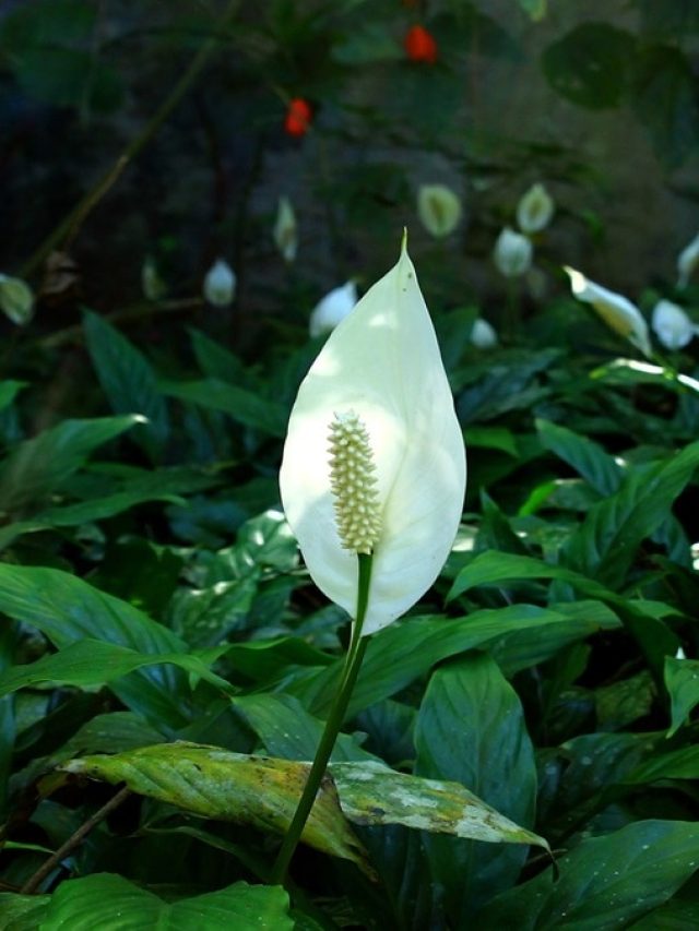 বাড়িতে সুখ- শান্তি আনে পিস লিলি, কোন দিকে রাখা শুভ?