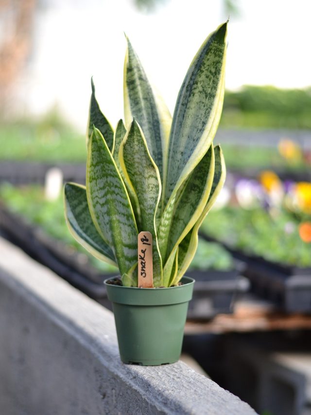 রোগ বালাই একশো হাত দূরে রাখে, বাড়িতে এই গাছ লাগালেই সদা ফিট